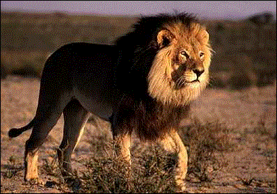 Awesome Pic of a male Lion - what great lighting
